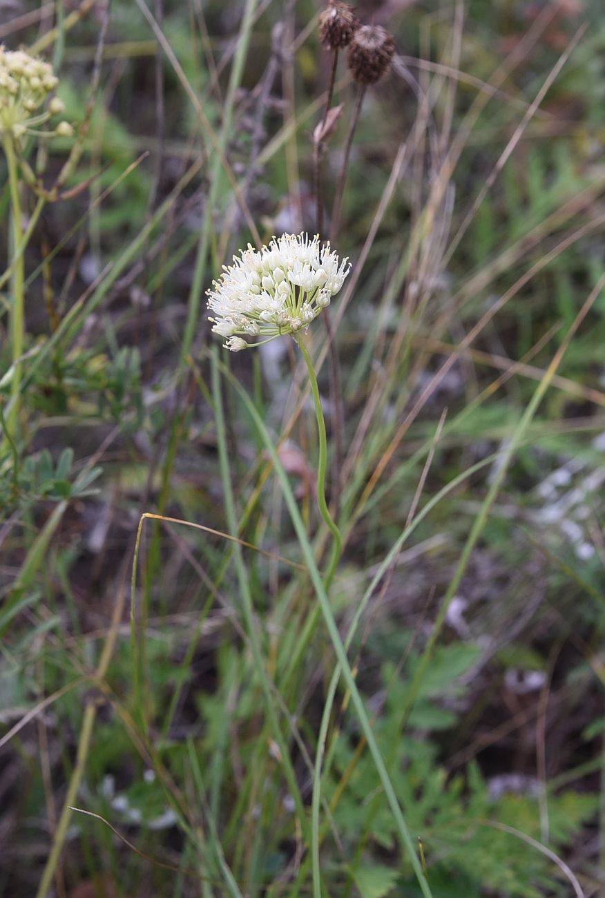 Image of Allium flavescens specimen.