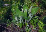 Inula helenium. Растение с отрастающими после зимовки листьями. Московская обл., Раменский р-н, окр. дер. Хрипань, садовый участок. 22.05.2024.