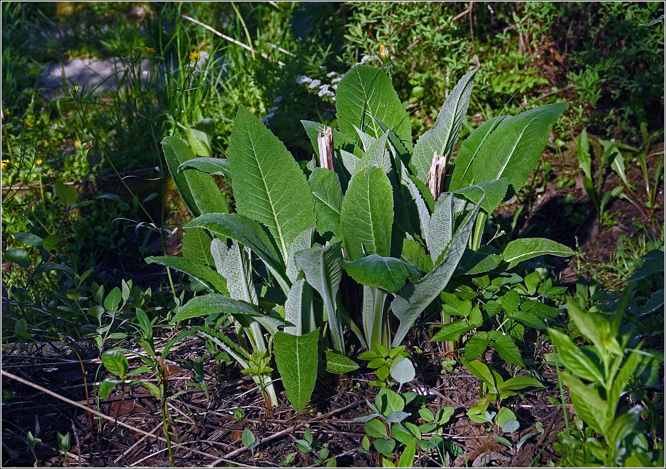 Image of Inula helenium specimen.