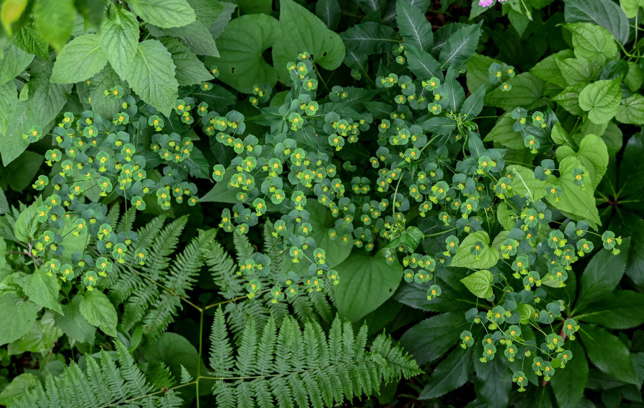 Image of Euphorbia squamosa specimen.