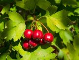 род Crataegus