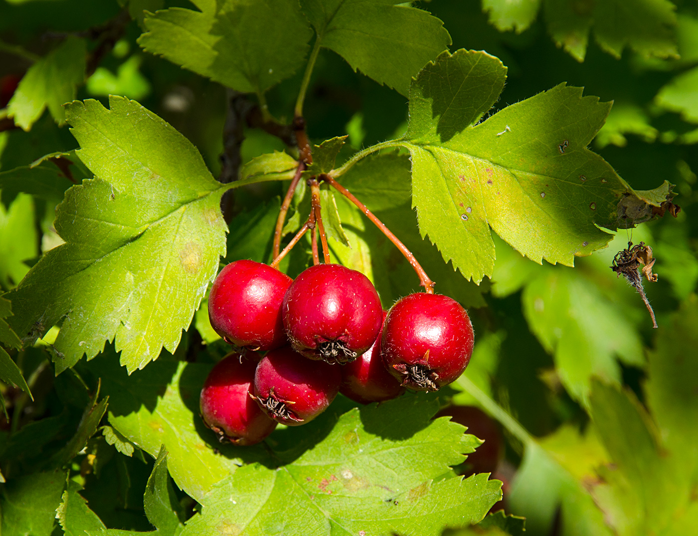 Изображение особи род Crataegus.