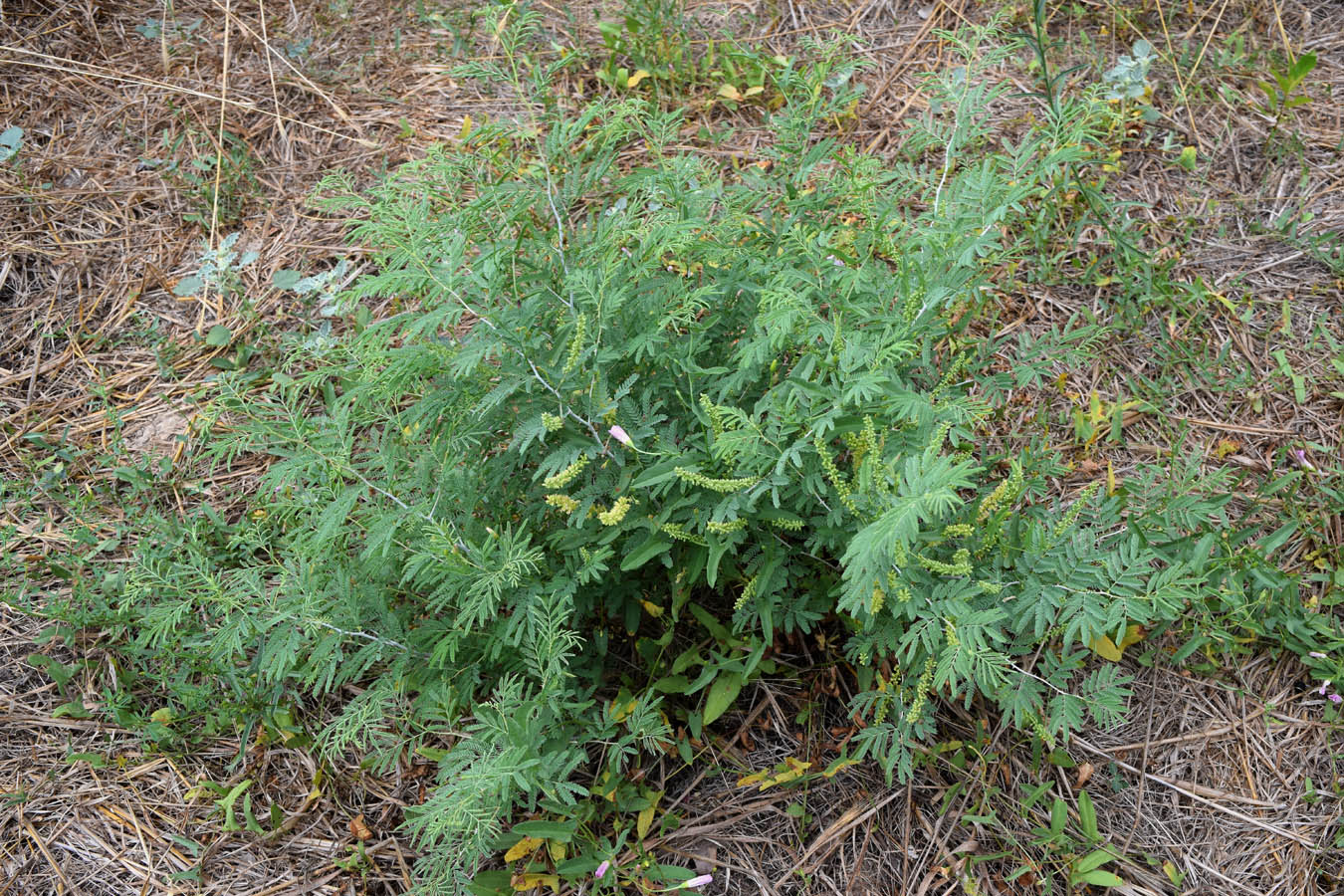 Изображение особи Lagonychium farctum.