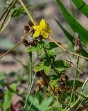 Hypericum maculatum