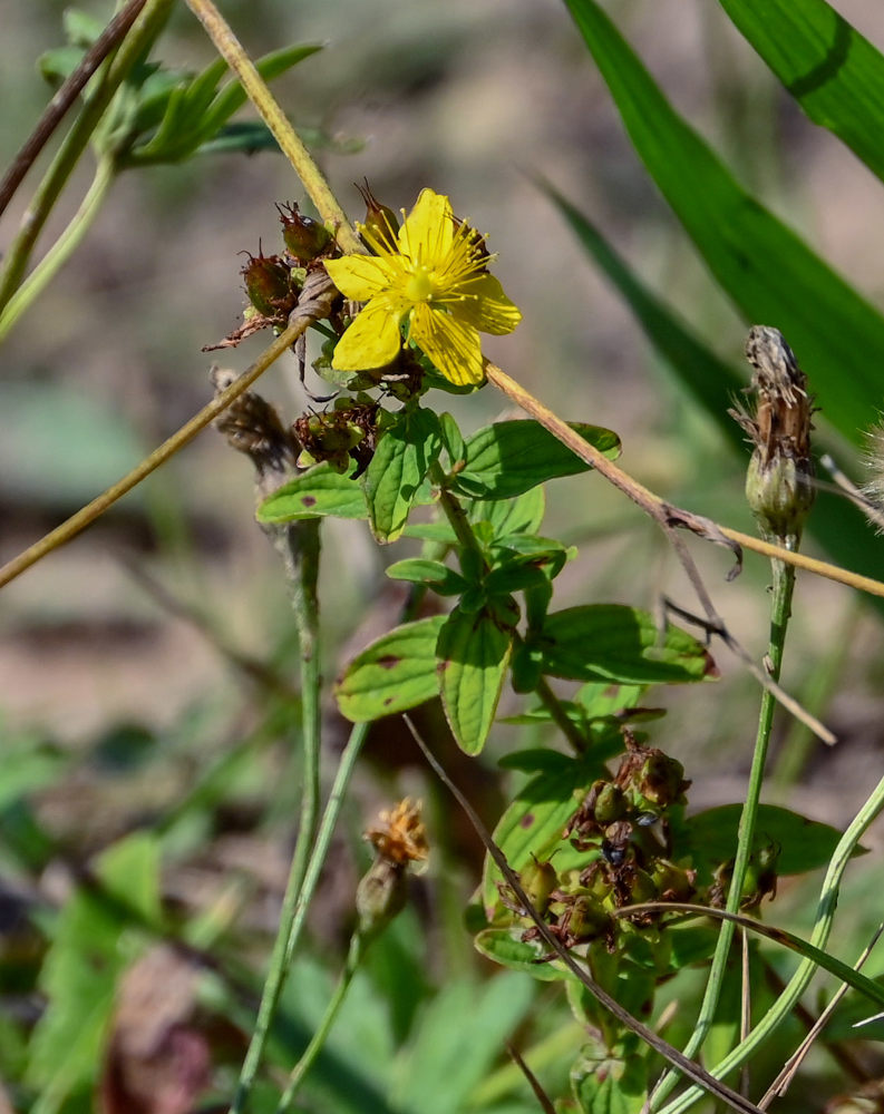 Изображение особи Hypericum maculatum.