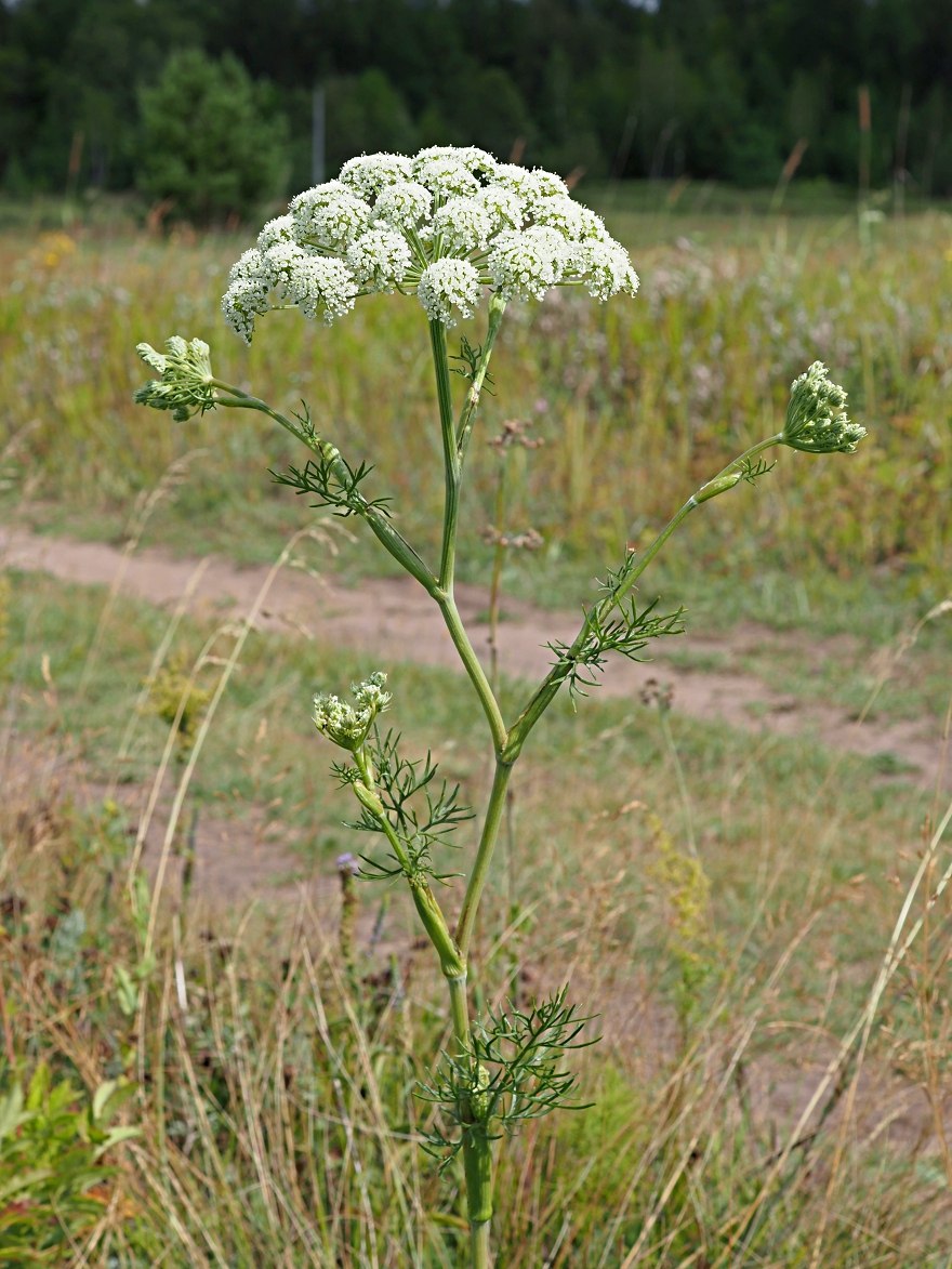 Image of Seseli annuum specimen.