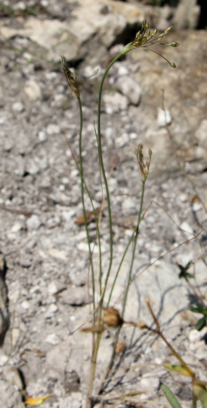 Image of Allium inaequale specimen.