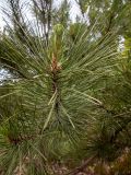 Pinus pallasiana. Верхушка веточки с молодым побегом. Крым, Южный Берег, с.-в. склон горы Аю-Даг, поросший мхами каменистый склон, дубовый лес. 25.05.2024.