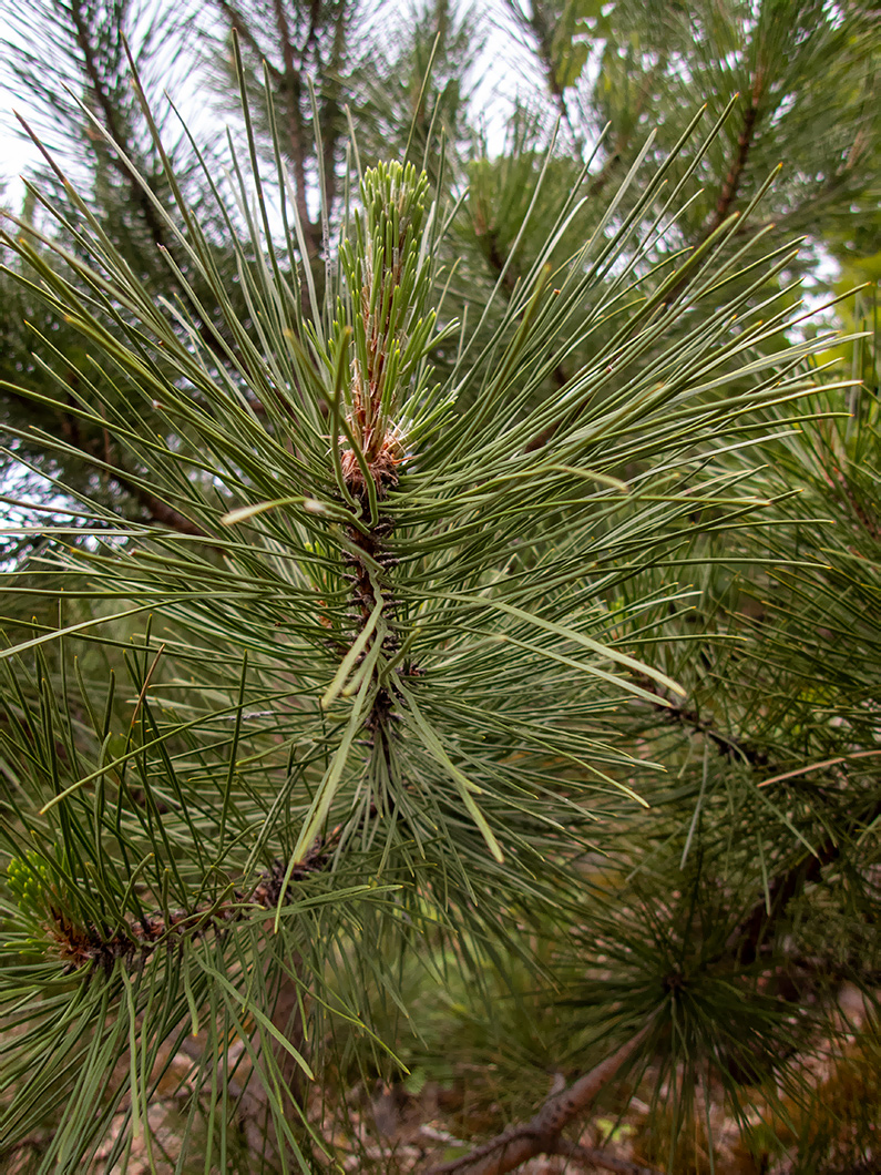 Image of Pinus pallasiana specimen.