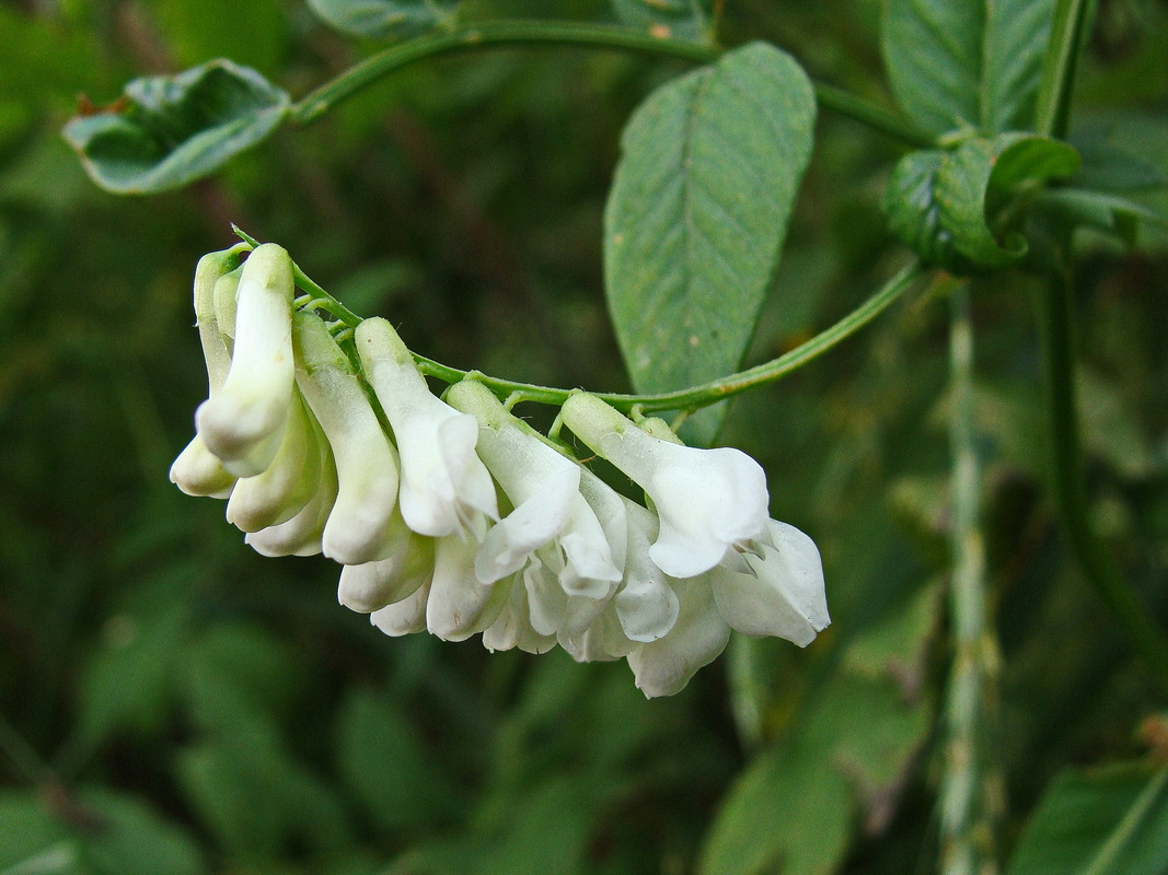 Image of Vicia amoena specimen.