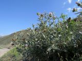 Cirsium argillosum