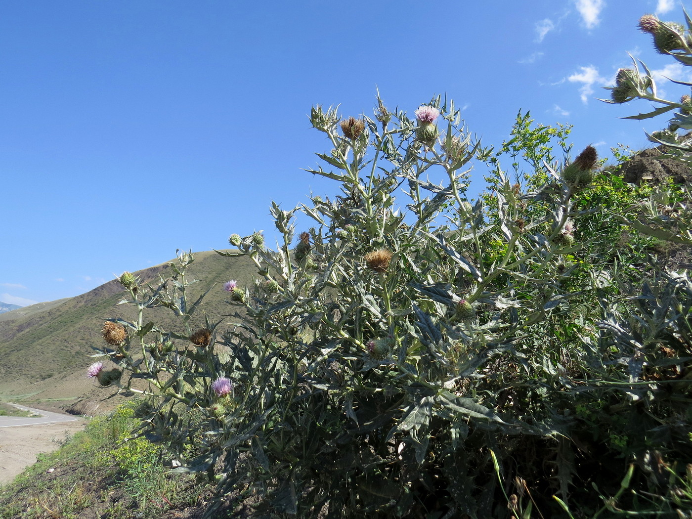 Image of Cirsium argillosum specimen.