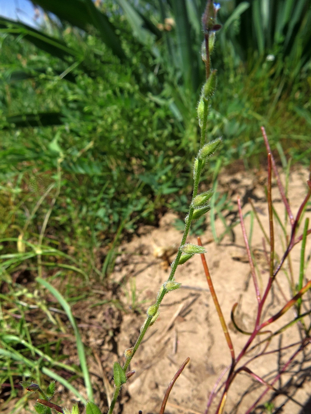 Image of Myosotis micrantha specimen.