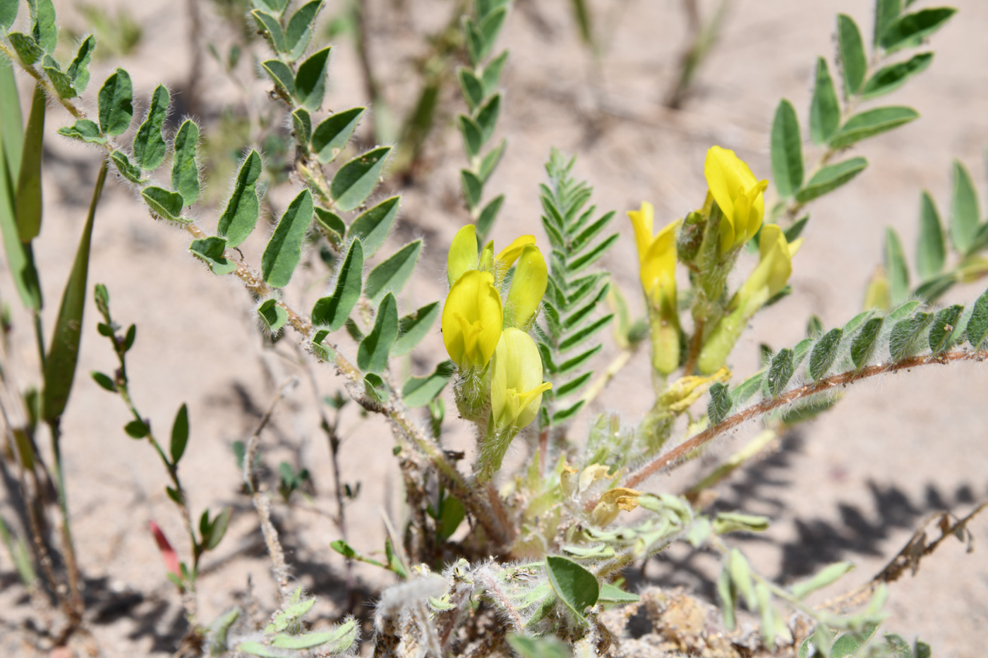 Image of Astragalus rubtzovii specimen.