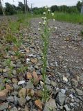 Erigeron acris. Цветущее растение. Томск, железнодорожная насыпь. 03.07.2024.