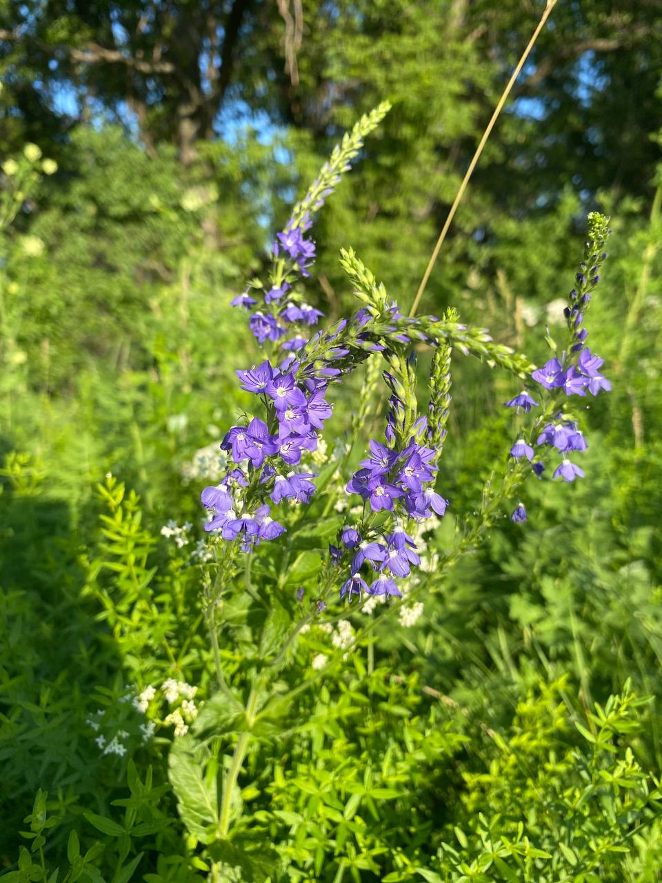 Image of Veronica teucrium specimen.