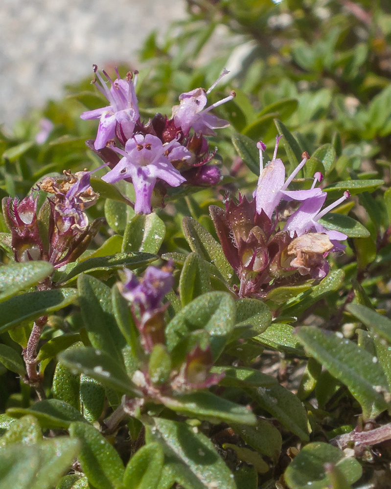 Image of Thymus nummularius specimen.