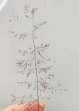 View full-size image Agrostis gigantea