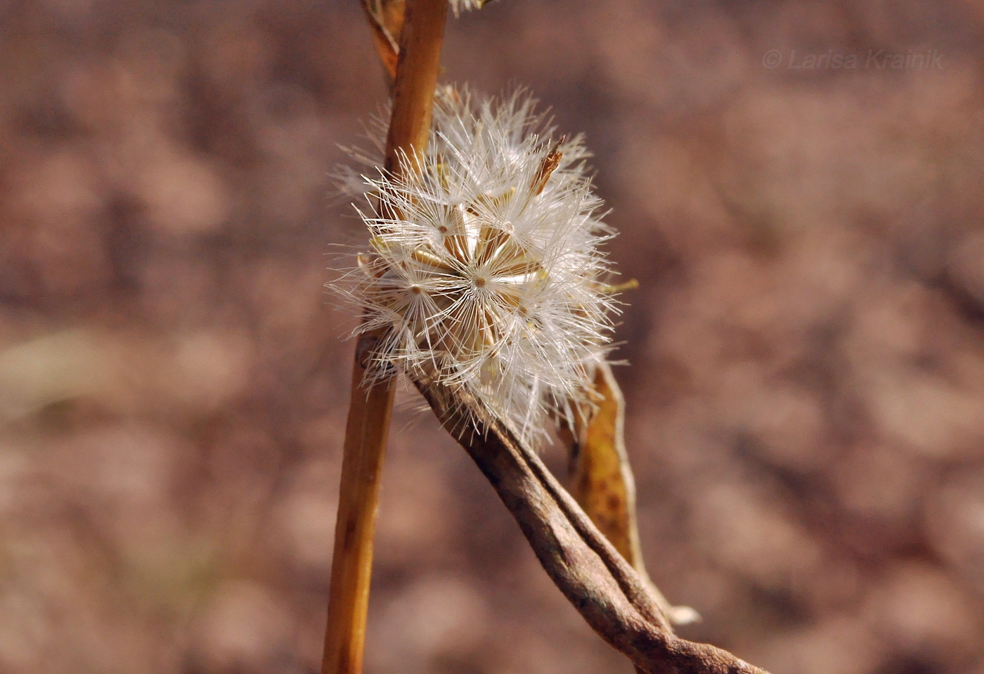 Image of Solidago pacifica specimen.