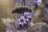Ajuga orientalis. Часть соцветия. Крым, Бахчисарайский р-н, обочина грунтовой дороги в горном лесу в р-не пгт Куйбышево. 18.04.2025.