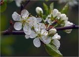 Смотреть изображение Prunus spinosa