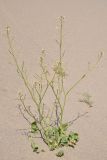 View full-size image Brassica sisymbrioides