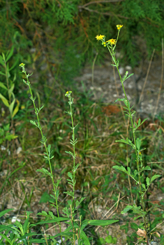 Изображение особи Senecio erraticus.