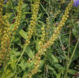 View full-size image Veronica teucrium