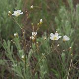 Смотреть изображение Eremogone biebersteinii