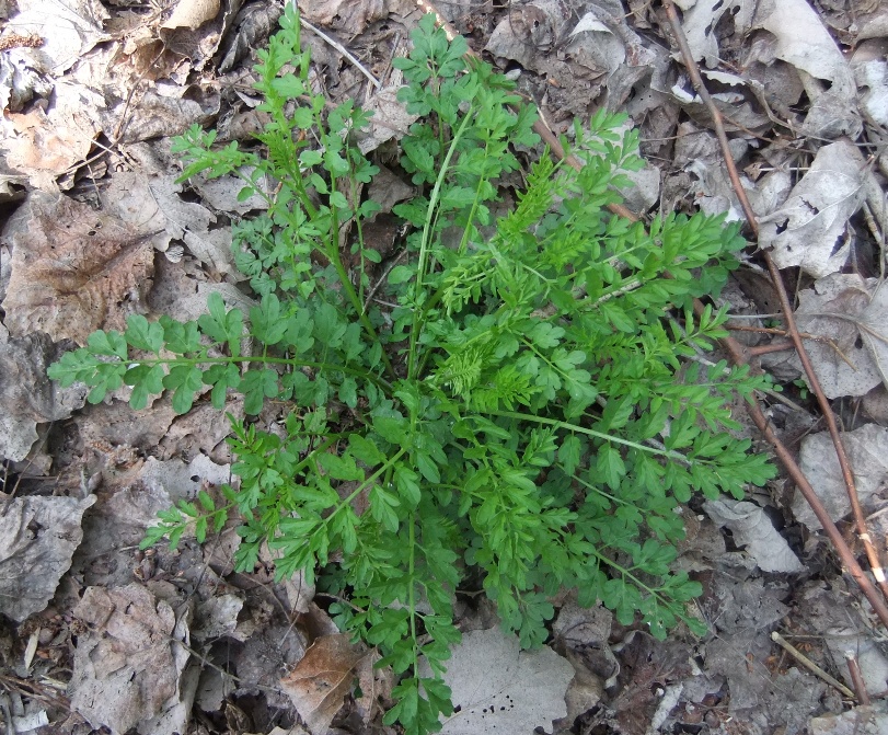 Изображение особи Cardamine impatiens.