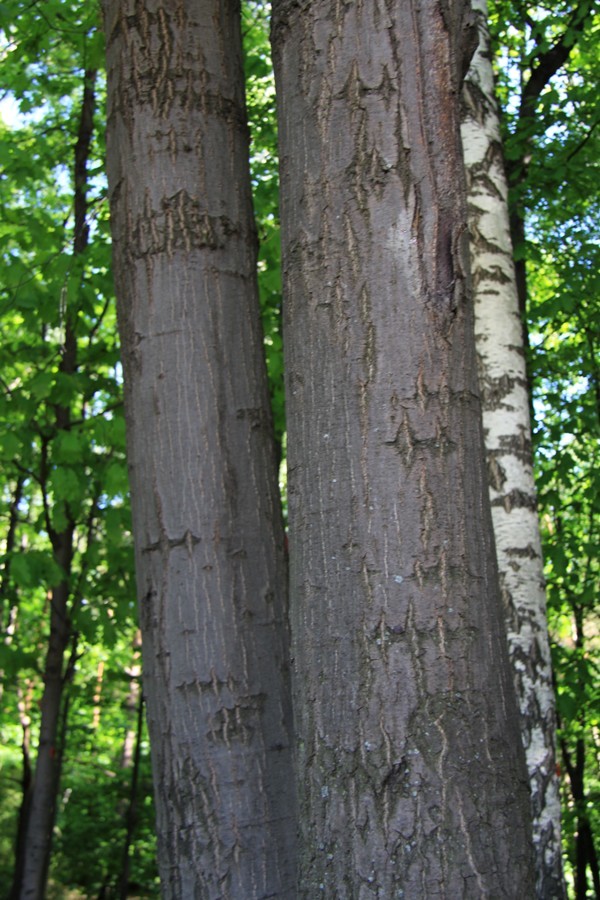 Image of Quercus rubra specimen.