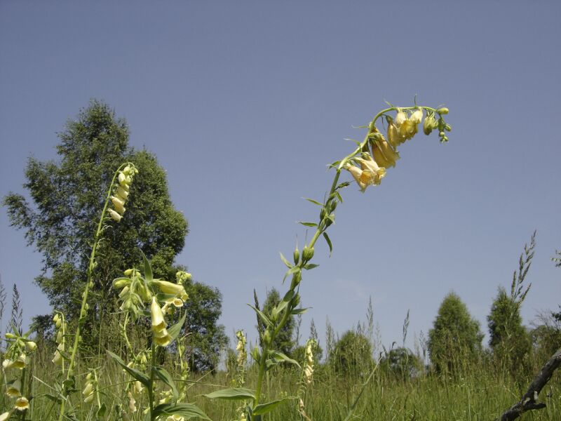 Image of Digitalis grandiflora specimen.