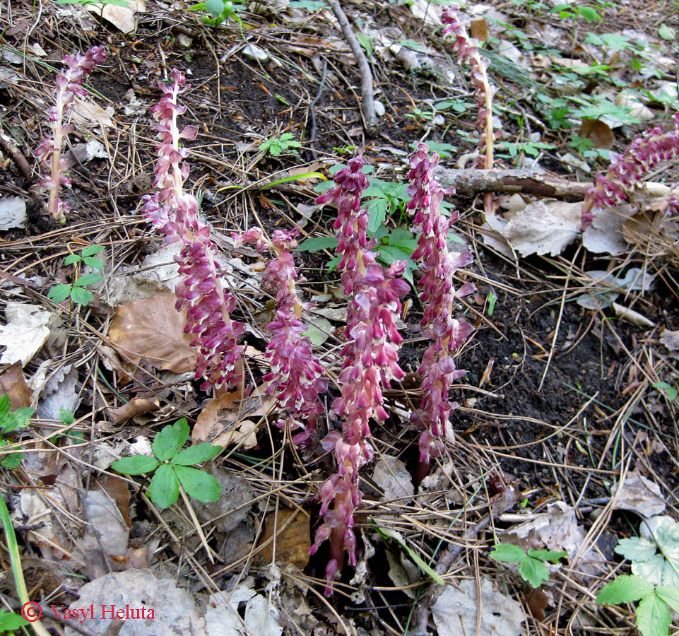 Image of Lathraea squamaria specimen.