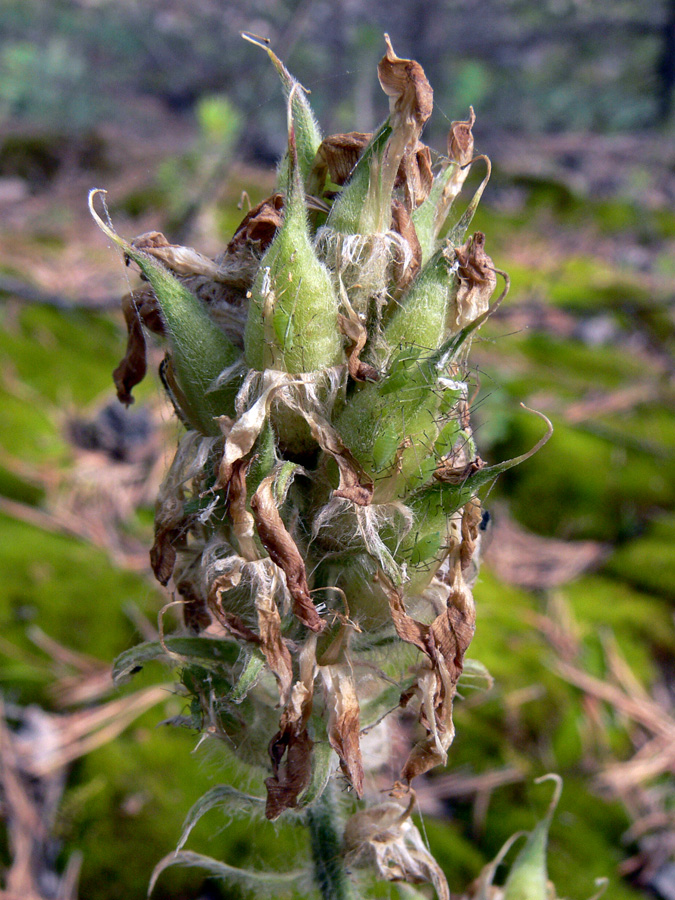 Image of Oxytropis ivdelensis specimen.