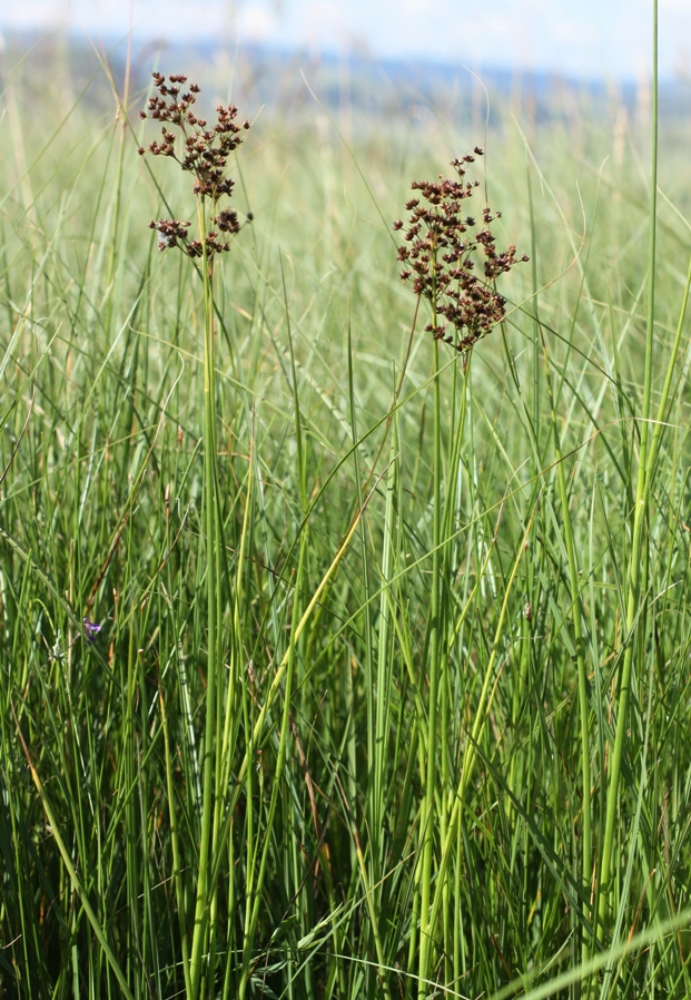 Image of Juncus atratus specimen.