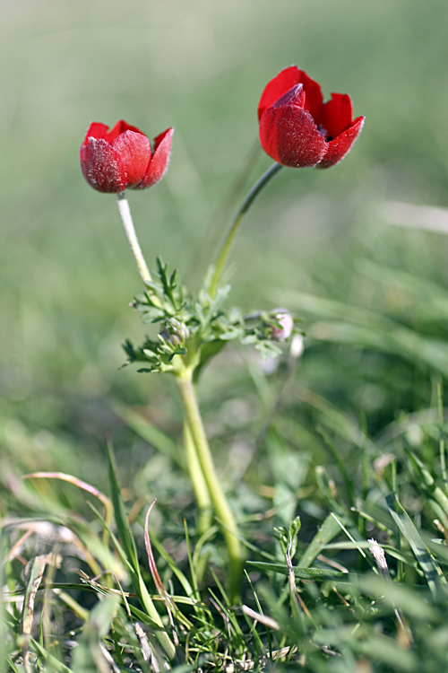 Image of Anemone bucharica specimen.