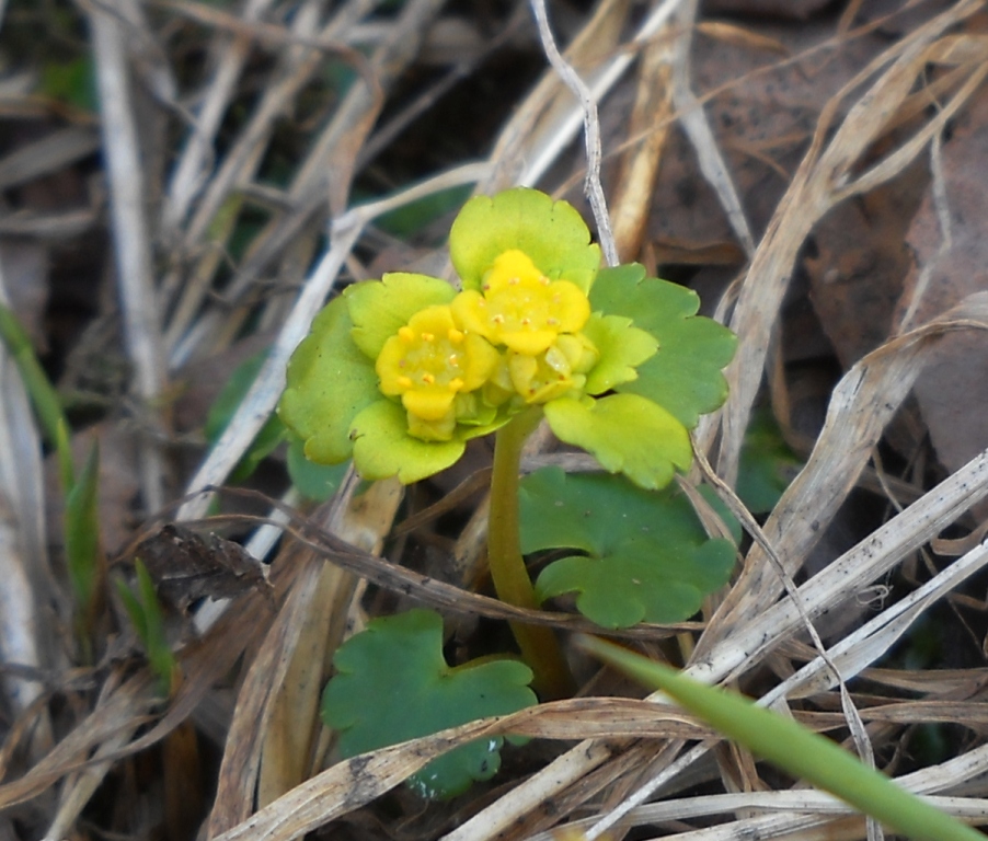 Image of Chrysosplenium alternifolium specimen.