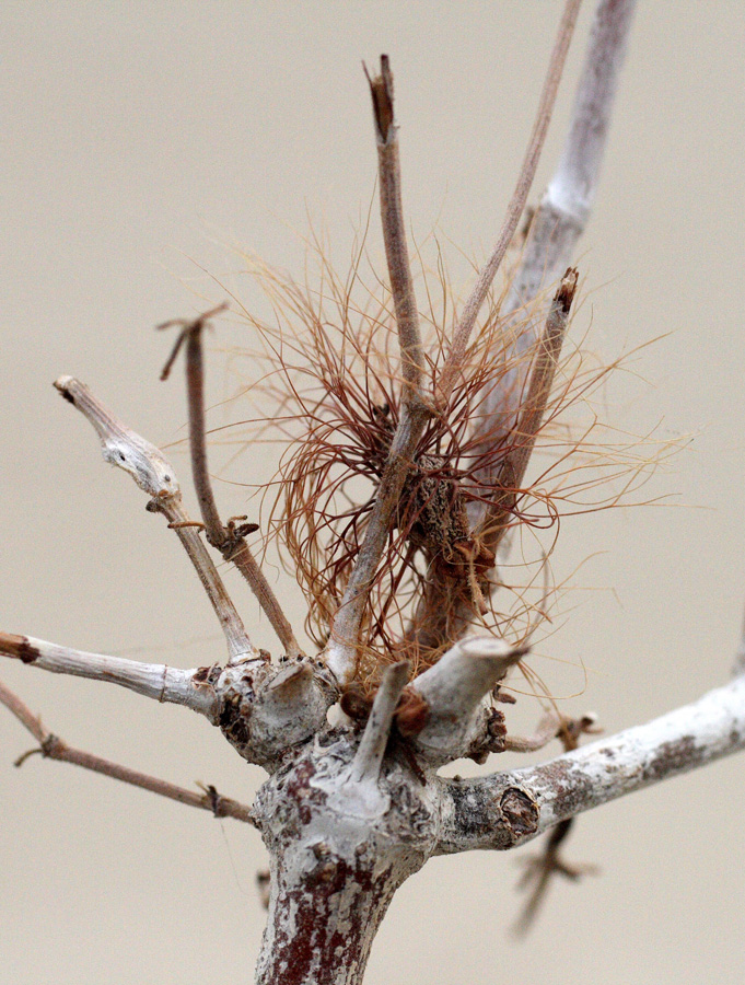 Изображение особи Calligonum eriopodum.