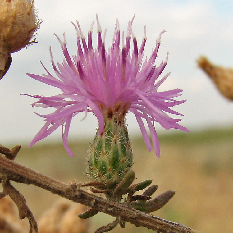 Изображение особи род Centaurea.