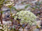 familia Apiaceae. Соцветия. Приморский край, Лазовский р-н, Лазовский заповедник, кордон Карпадь, каменистый берег р. Прямушки. 19.08.2009.