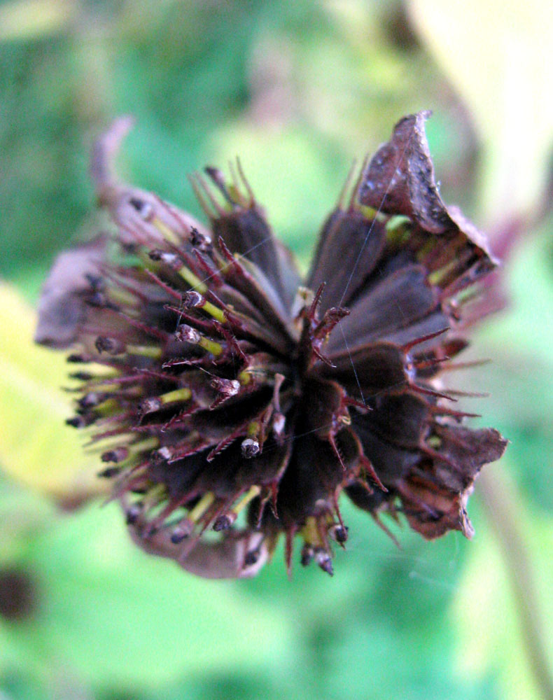 Image of Bidens &times; garumnae specimen.