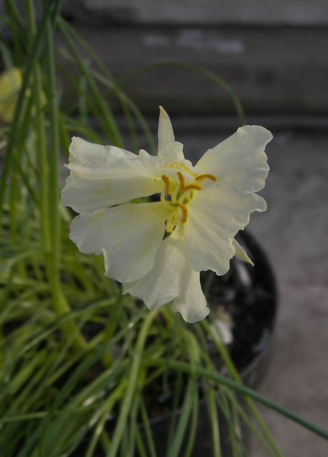 Image of Narcissus romieuxii specimen.