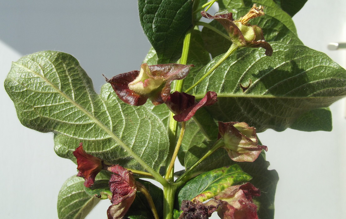 Image of Lonicera involucrata var. ledebourii specimen.