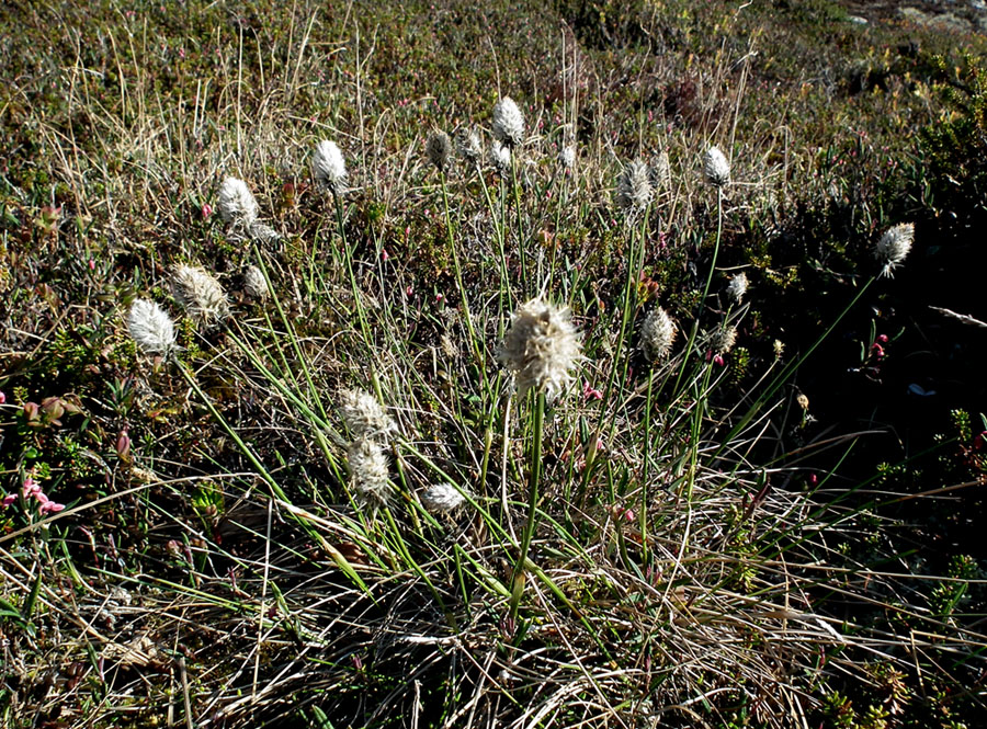 Image of Eriophorum vaginatum specimen.