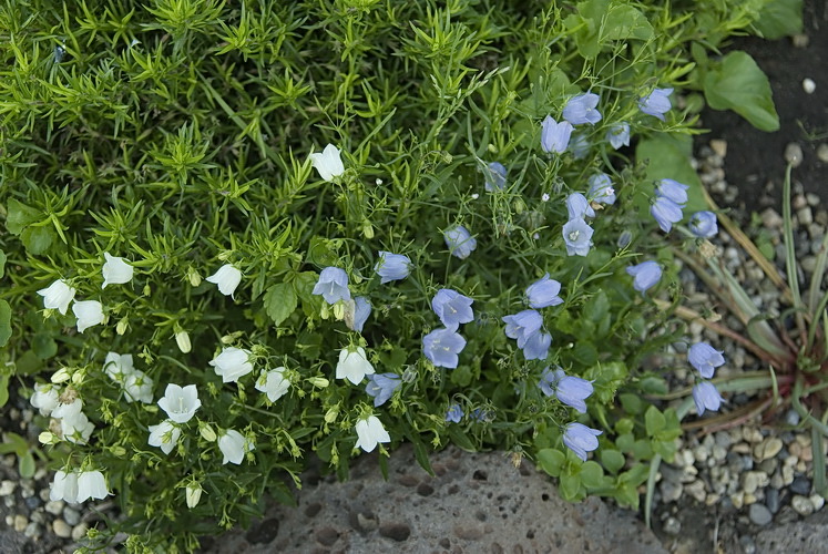 Image of genus Campanula specimen.