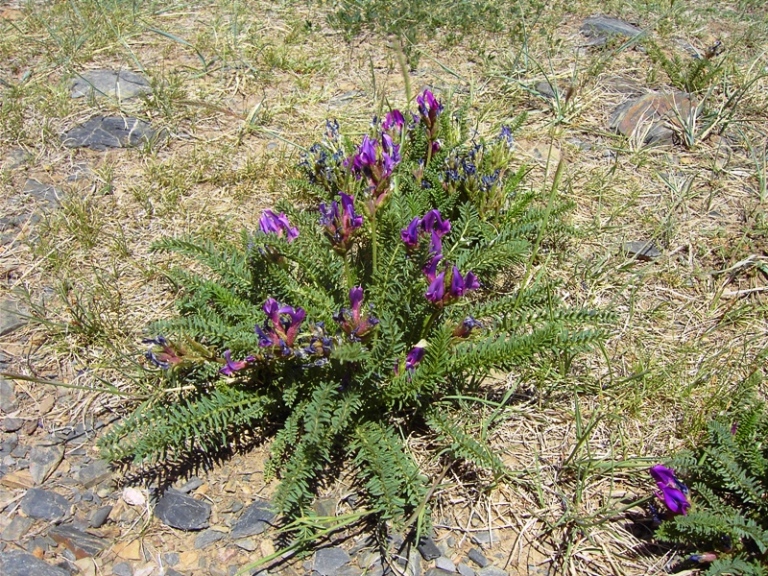 Image of Oxytropis pseudoglandulosa specimen.