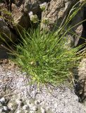 Gypsophila tenuifolia