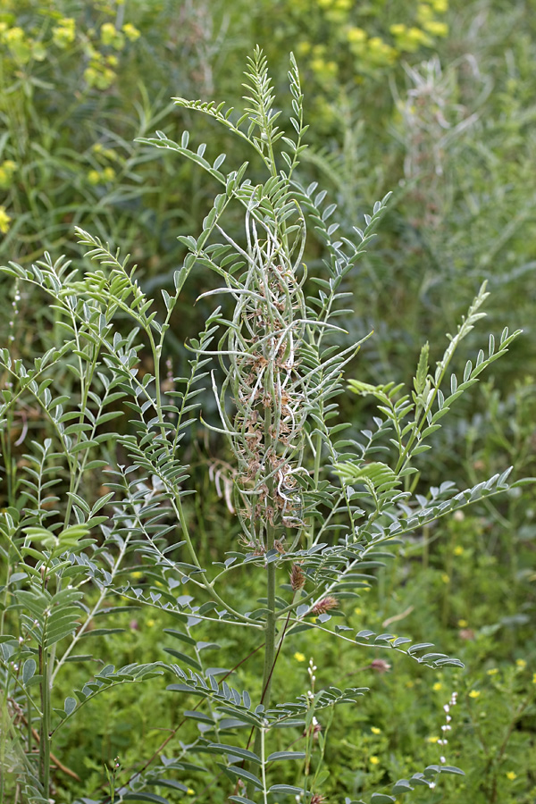 Image of Pseudosophora alopecuroides specimen.