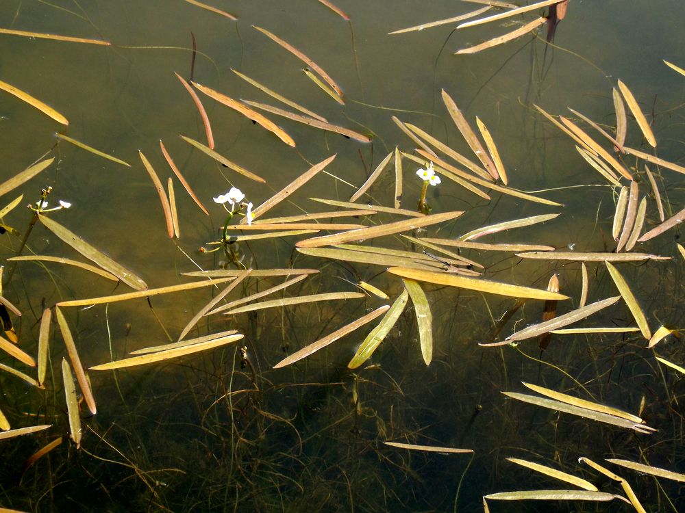 Изображение особи Sagittaria natans.