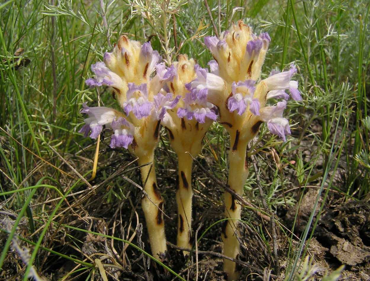 Image of Phelipanche arenaria specimen.